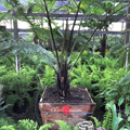 Tree Ferns